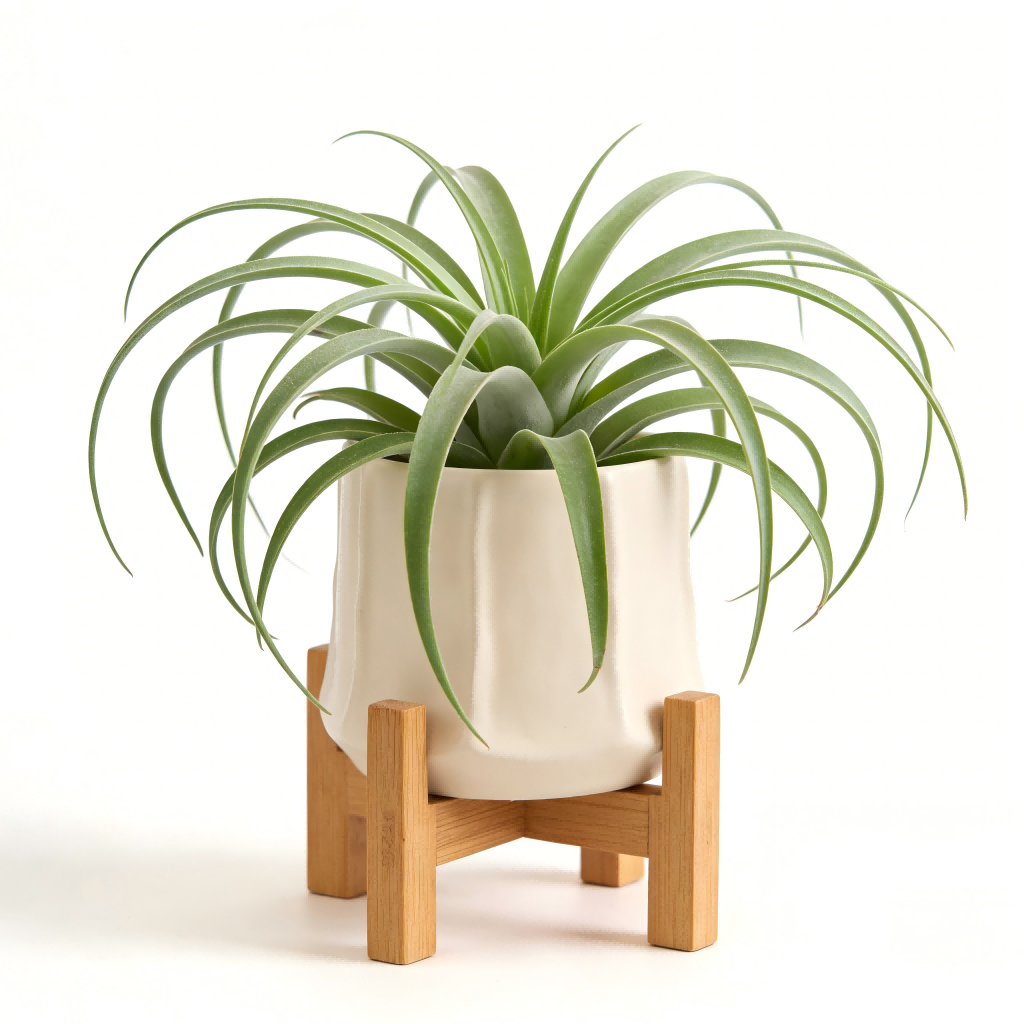 Modern Green Air Plant Ceramic Pot with Wooden Stand