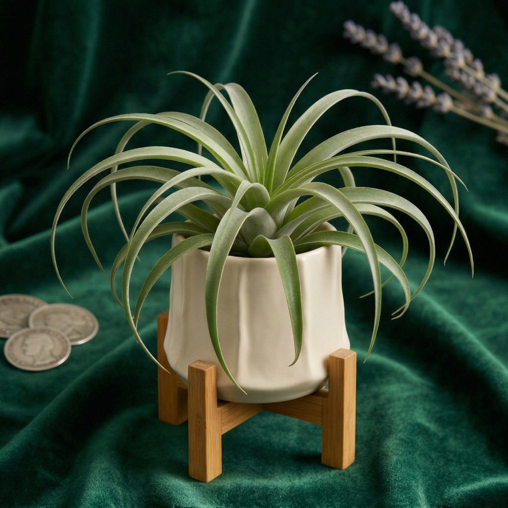 Modern Green Air Plant Ceramic Pot with Wooden Stand