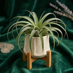 Modern Green Air Plant Ceramic Pot with Wooden Stand
