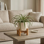 Modern Green Air Plant Ceramic Pot with Wooden Stand