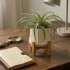 Modern Green Air Plant Ceramic Pot with Wooden Stand